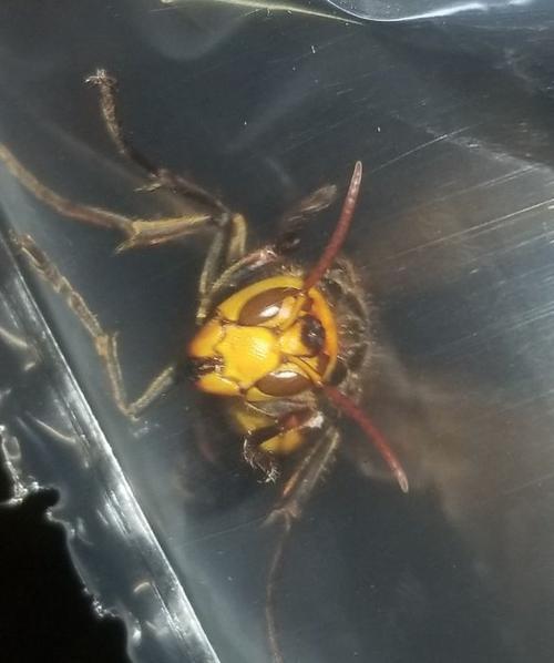 中國(guó)大虎頭蜂到底有多大（大虎頭蜂的尺寸大小）