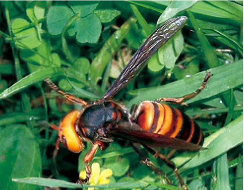 中國(guó)大虎頭蜂到底有多大（大虎頭蜂的尺寸大小）
