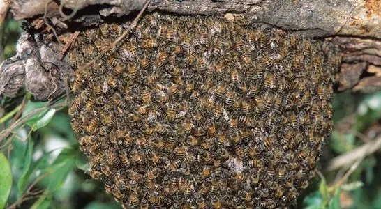 平原誘蜂得多長時間(平原地區怎么誘蜂) 平原誘蜂得多長時間(平原地區怎么誘蜂)