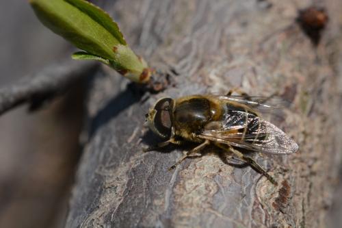 中蜂處女王可以關幾天（中蜂養殖，蜂王可以關幾天）