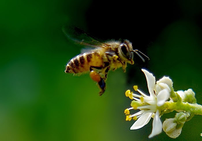 【蜜蜂知識】蜂王出臺幾天分蜂? 蜂王出臺幾天分蜂?