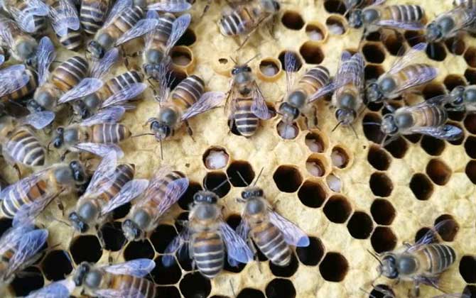 中蜂怎樣人工分蜂比較好(掌握中蜂人工分蜂的方法) 中蜂怎樣人工分蜂比較好(掌握中蜂人工分蜂的方法)