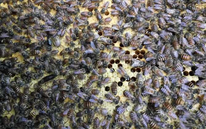 中蜂怎樣人工分蜂比較好(掌握中蜂人工分蜂的方法) 中蜂怎樣人工分蜂比較好(掌握中蜂人工分蜂的方法)