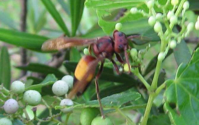 黃腰虎頭蜂是保護動物嗎（黃腰虎頭蜂的介紹）