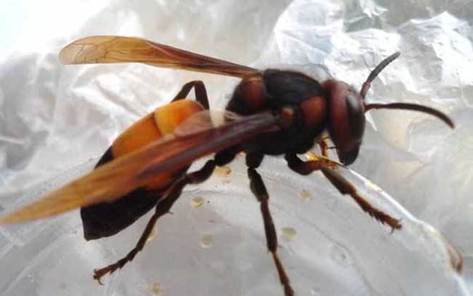 黃腰虎頭蜂是保護動物嗎（黃腰虎頭蜂的介紹）