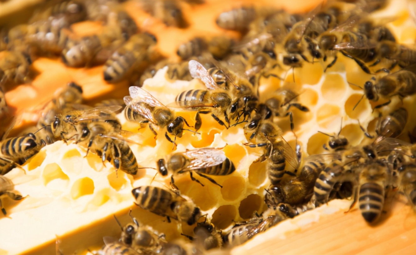 五倍子花期蜂群管理(五倍子花期有多長) 五倍子花期蜂群管理(五倍子花期有多長)