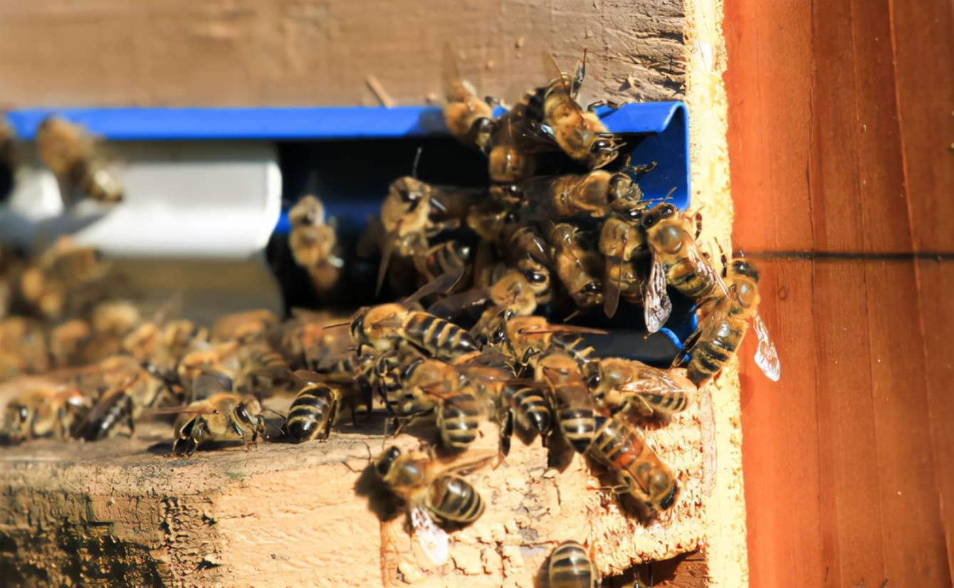 五倍子花期蜂群管理(五倍子花期有多長) 五倍子花期蜂群管理(五倍子花期有多長)