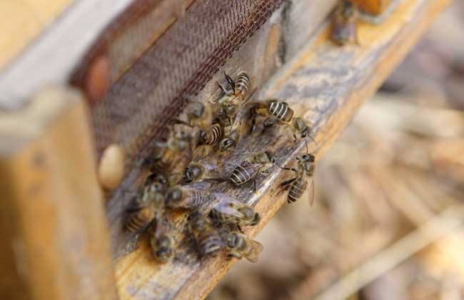 蜜蜂冬天喂到什么程度就可以不喂(蜜蜂冬天怎么過(guò)冬怎么喂) 蜜蜂冬天喂到什么程度就可以不喂(蜜蜂冬天怎么過(guò)冬怎么喂)