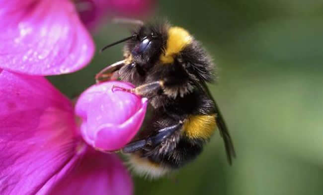 【蜜蜂知識】東北黑蜂的生活習性 東北黑蜂的生活習性