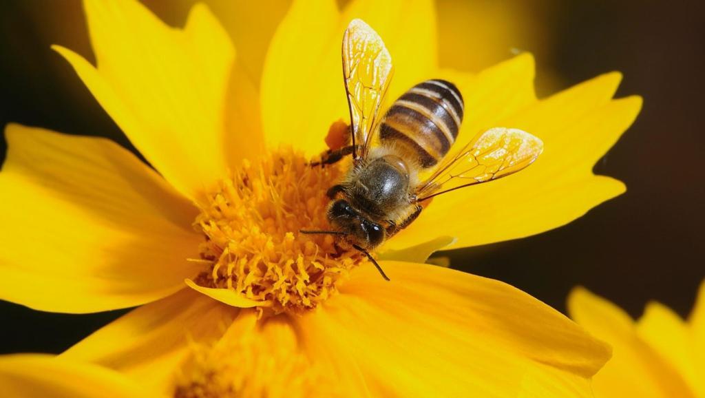 養蜂十二口訣(養蜂四季口訣) 071223KBS頭腦王.愛因斯坦 特強敏海剪輯中字⑵
