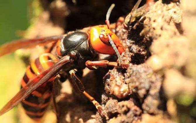 家里有中國大虎頭蜂象征什么(虎頭蜂做窩的風水怎么樣？)