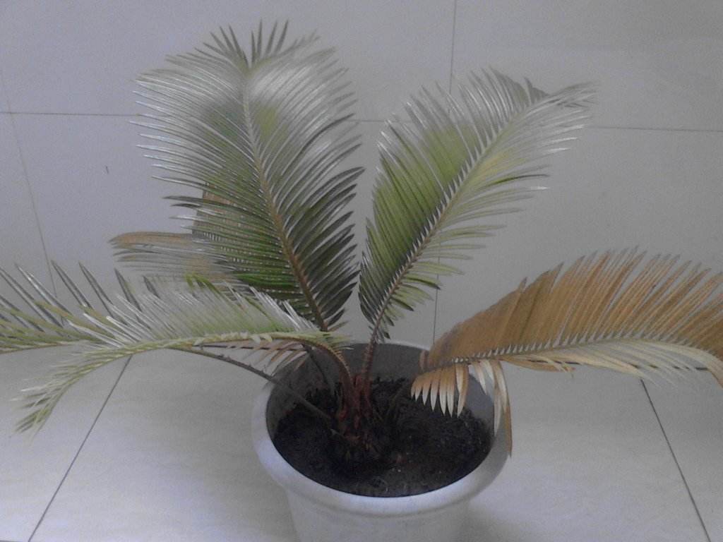 鐵樹發(fā)黃怎么補救(鐵樹發(fā)黃的補救方法) 鐵樹發(fā)黃怎么補救(鐵樹發(fā)黃的補救方法)