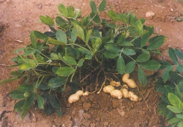 帶有番字水果有哪些(12種番字植物介紹) 帶有番字水果有哪些(12種番字植物介紹)