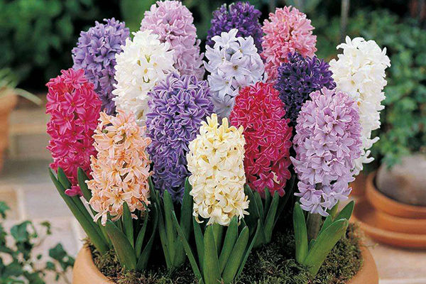 風信子的花語是什么(風信子的花語和傳說) 風信子的花語是什么(風信子的花語和傳說)