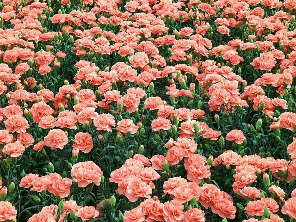 一束康乃馨多少錢(康乃馨的價格) 一束康乃馨多少錢(康乃馨的價格)