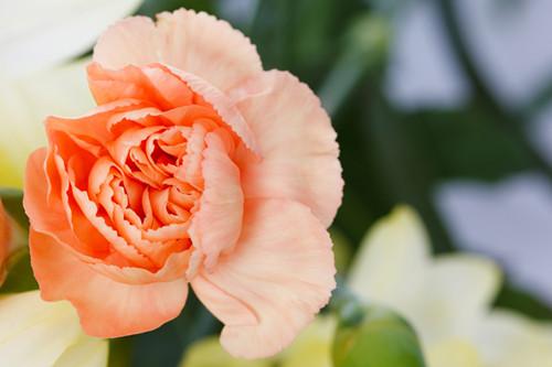 一束康乃馨多少錢(康乃馨的價格) 一束康乃馨多少錢(康乃馨的價格)