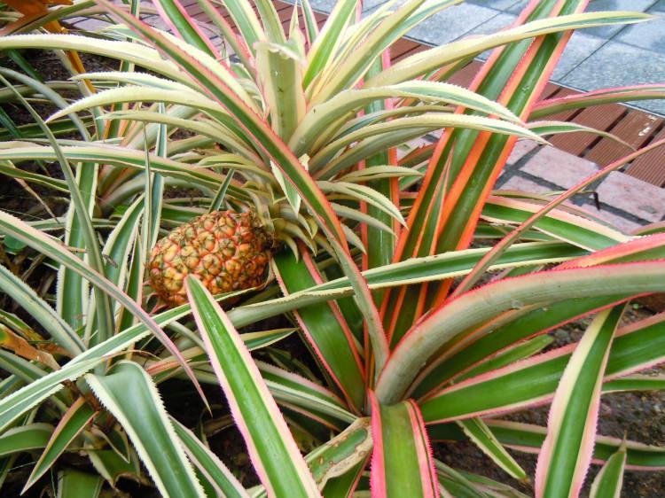 菠蘿的拼音怎么拼寫(菠蘿的正確讀音及和鳳梨的區(qū)別) 菠蘿的拼音怎么拼寫(菠蘿的正確讀音及和鳳梨的區(qū)別)