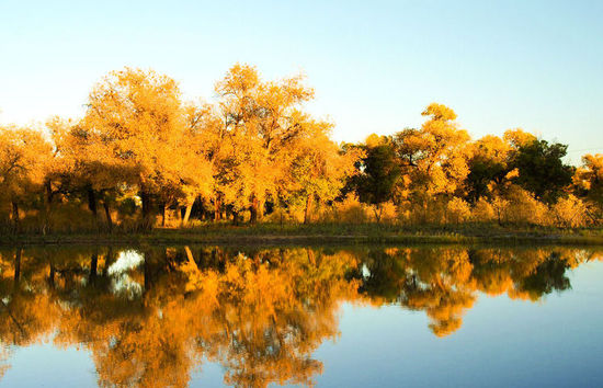 胡楊是沙漠植物嗎(胡楊樹的資料和養護方法) 胡楊是沙漠植物嗎(胡楊樹的資料和養護方法)