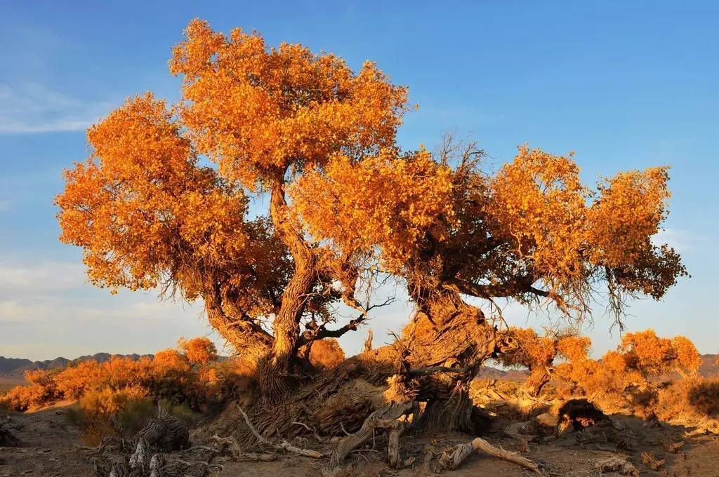 胡楊是沙漠植物嗎(胡楊樹的資料和養護方法) 胡楊是沙漠植物嗎(胡楊樹的資料和養護方法)
