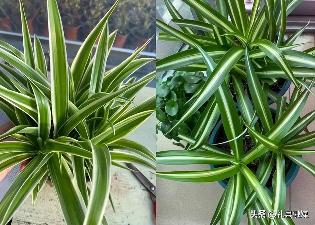 吊籃都有哪些品種圖片(常見的18個吊蘭種類及圖片) 吊籃都有哪些品種圖片(常見的18個吊蘭種類及圖片)