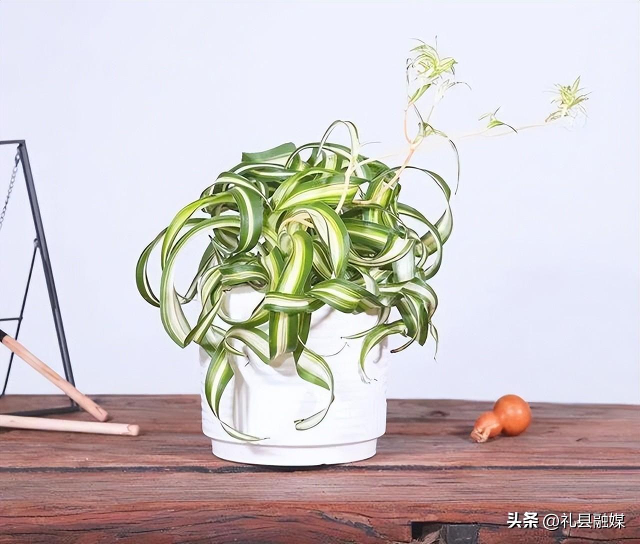 吊籃都有哪些品種圖片(常見的18個吊蘭種類及圖片) 吊籃都有哪些品種圖片(常見的18個吊蘭種類及圖片)