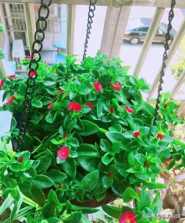 吊籃都有哪些品種圖片(常見的18個吊蘭種類及圖片) 吊籃都有哪些品種圖片(常見的18個吊蘭種類及圖片)