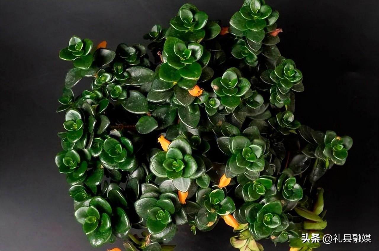 吊籃都有哪些品種圖片(常見的18個吊蘭種類及圖片) 吊籃都有哪些品種圖片(常見的18個吊蘭種類及圖片)