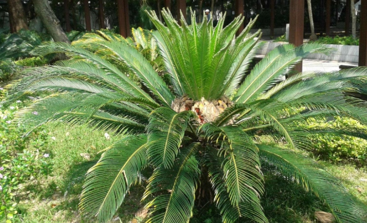 鐵樹價格一般多少(鐵樹價格和種植技巧) 鐵樹價格一般多少(鐵樹價格和種植技巧)