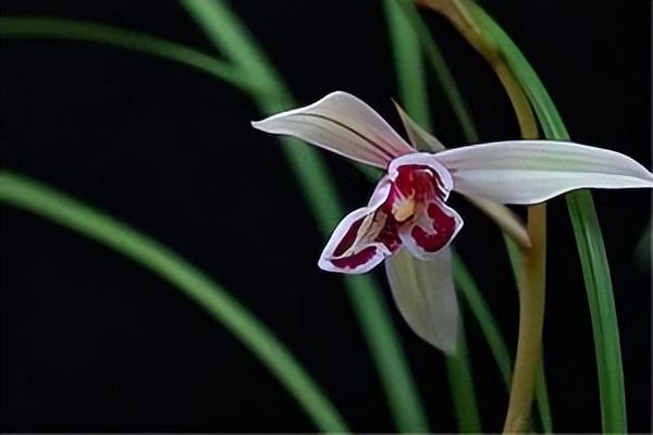 蘭花的英文怎么讀怎么寫(蘭花的英文和花語寓意) 蘭花的英文怎么讀怎么寫(蘭花的英文和花語寓意)