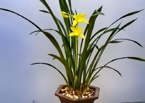 蘭花的英文怎么讀怎么寫(蘭花的英文和花語寓意) 蘭花的英文怎么讀怎么寫(蘭花的英文和花語寓意)