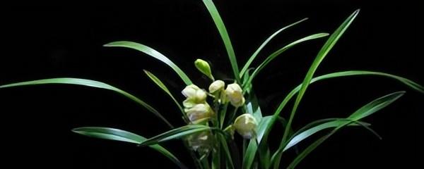 蘭花的英文怎么讀怎么寫(蘭花的英文和花語寓意) 蘭花的英文怎么讀怎么寫(蘭花的英文和花語寓意)