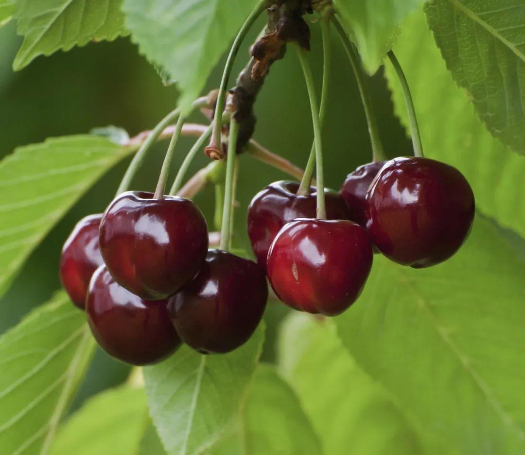 為什么車厘子比櫻桃貴很多(車厘子和櫻桃的區別) 為什么車厘子比櫻桃貴很多(車厘子和櫻桃的區別)