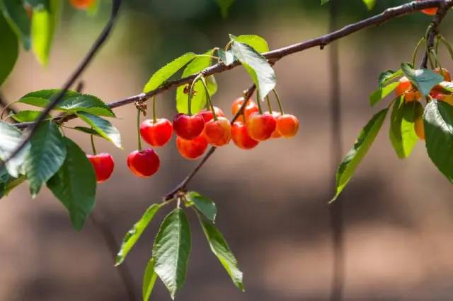 為什么車厘子比櫻桃貴很多(車厘子和櫻桃的區別) (華盛頓沒有砍過櫻桃樹,但歐美人喜歡櫻桃是真的,圖中為意大利畫家薩爾瓦多·波斯蒂廖內繪制的《櫻桃時間》)