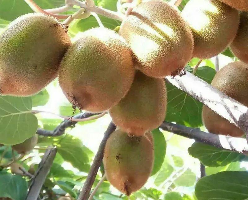 常見的獼猴桃有哪些種類(市面上常見的10種獼猴桃品種) 常見的獼猴桃有哪些種類(市面上常見的10種獼猴桃品種)