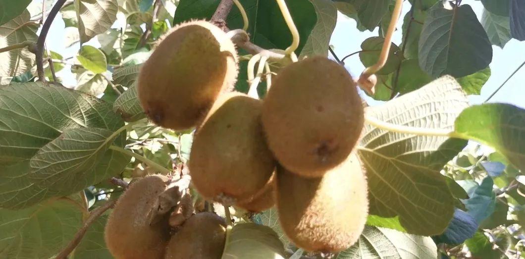 常見的獼猴桃有哪些種類(市面上常見的10種獼猴桃品種) 常見的獼猴桃有哪些種類(市面上常見的10種獼猴桃品種)