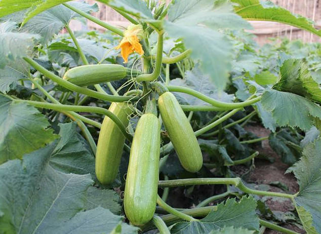 春季適合種什么菜(打造豐富多彩的春季菜園) 春季適合種什么菜(打造豐富多彩的春季菜園)