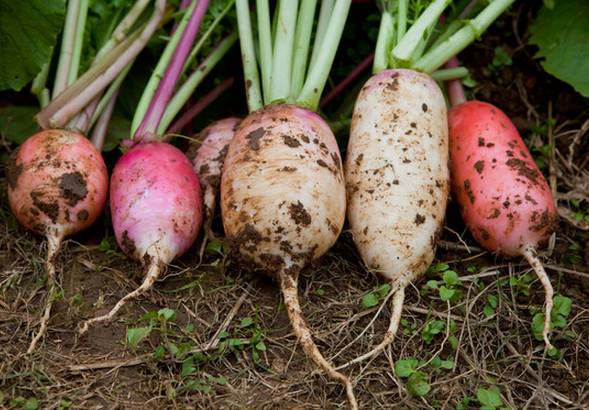 春季適合種什么菜(打造豐富多彩的春季菜園) 春季適合種什么菜(打造豐富多彩的春季菜園)