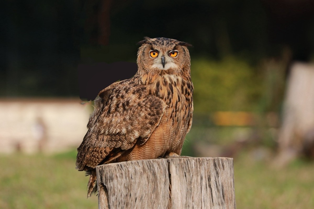 貓頭鷹進宅怎么送走（貓頭鷹飛進家里的驅趕方法）