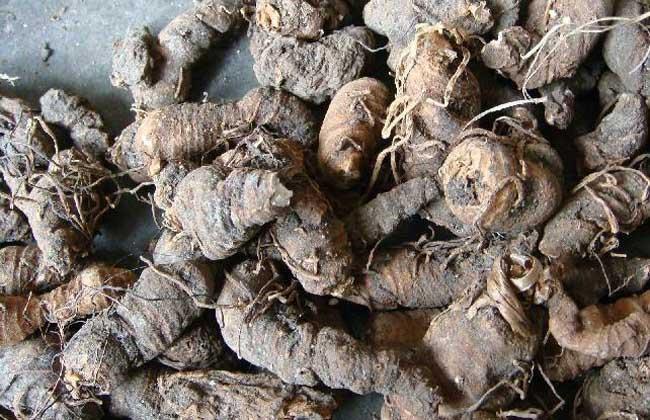 七葉一枝花市場價格多少錢一斤(七葉一枝花2023年最新價格) 七葉一枝花市場價格多少錢一斤(七葉一枝花2023年最新價格)