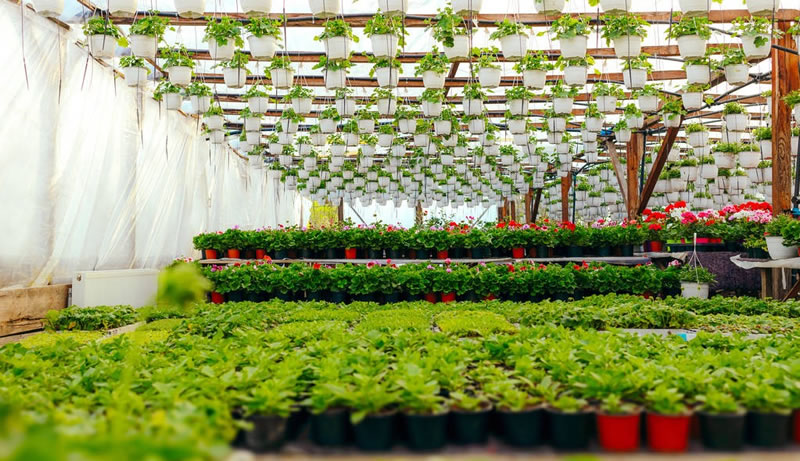 水仙花的養(yǎng)殖方法和注意事項(xiàng)（水培土培水仙花正確養(yǎng)法）