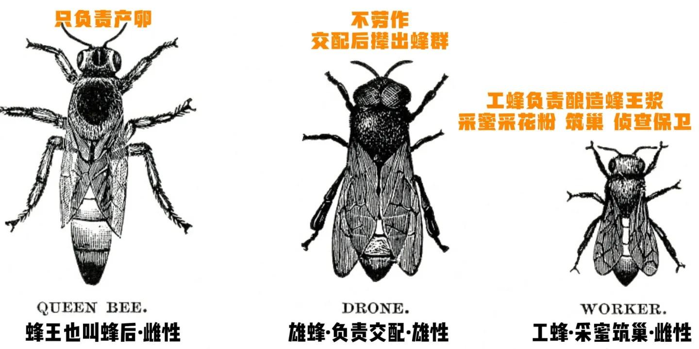 蜜蜂為什么老是圍著我轉(蜜蜂圍著轉的意思) 蜜蜂為什么老是圍著我轉(蜜蜂圍著轉的意思)