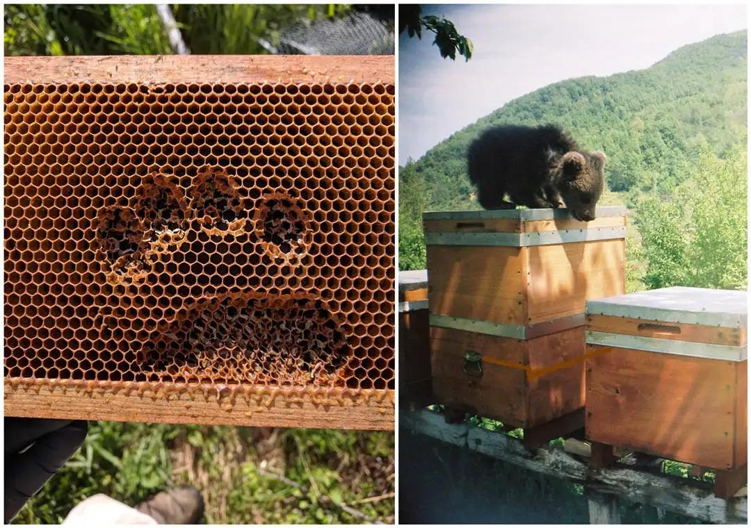 蜜蜂為什么老是圍著我轉(蜜蜂圍著轉的意思) 蜜蜂為什么老是圍著我轉(蜜蜂圍著轉的意思)