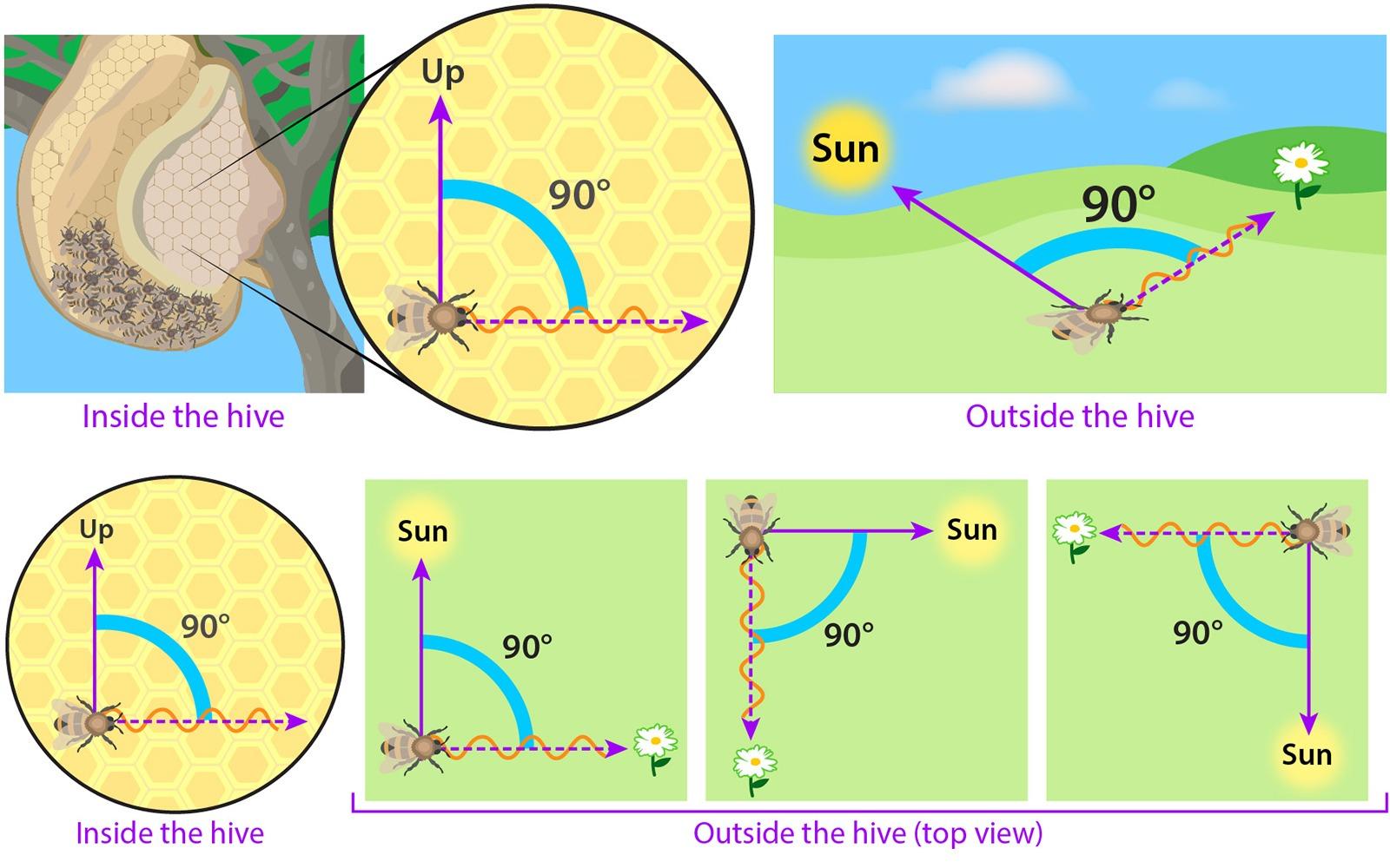 蜜蜂為什么老是圍著我轉(蜜蜂圍著轉的意思) 蜜蜂為什么老是圍著我轉(蜜蜂圍著轉的意思)