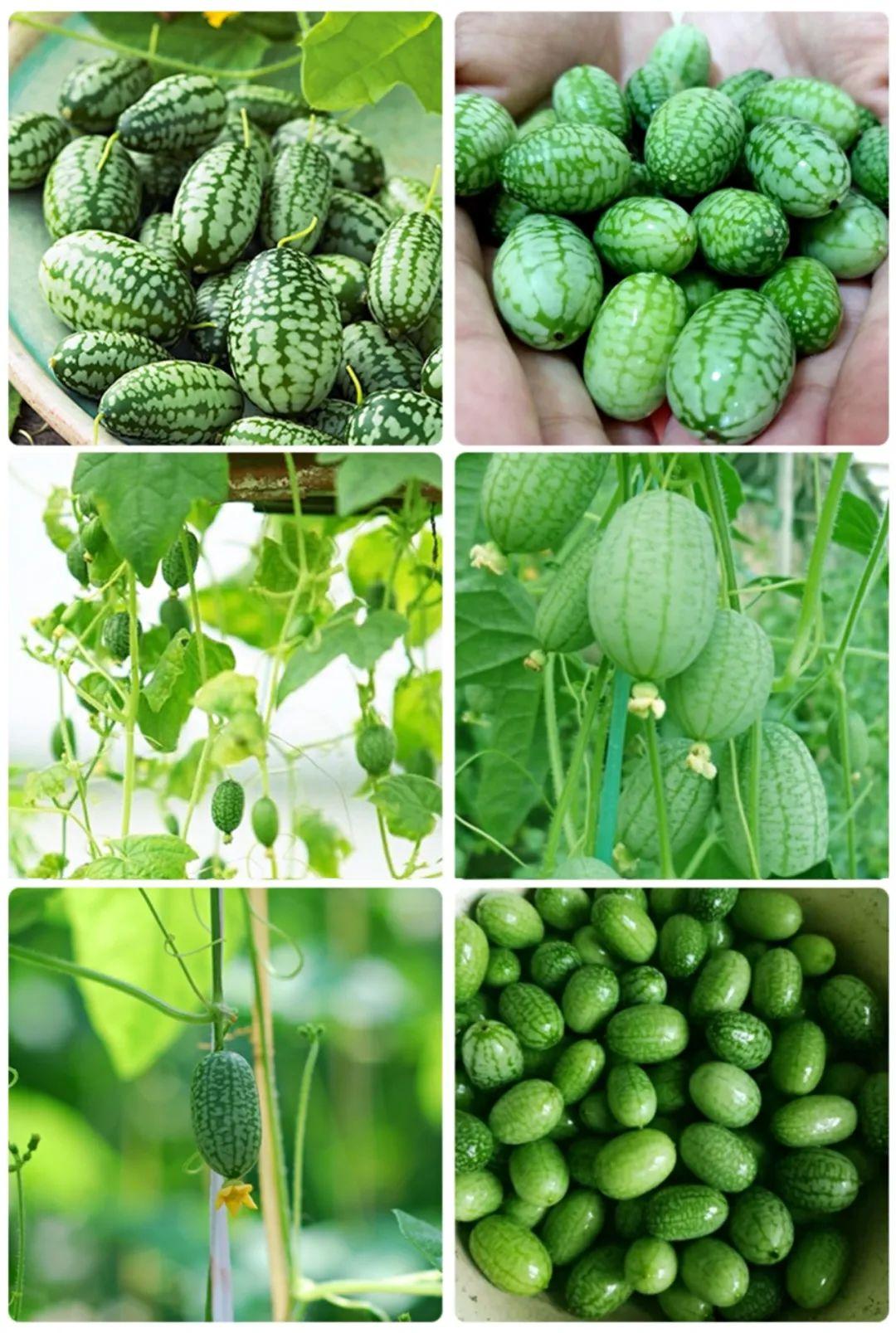 拇指西瓜是什么植物(拇指西瓜介紹) 拇指西瓜是什么植物(拇指西瓜介紹)