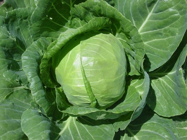 包菜是甘藍嗎(介紹蔬菜之間的親緣關系) 包菜是甘藍嗎(介紹蔬菜之間的親緣關系)