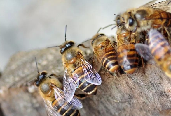 雄蜂的職責是干什么的(雄蜂的用處) 雄蜂的職責是干什么的(雄蜂的用處)