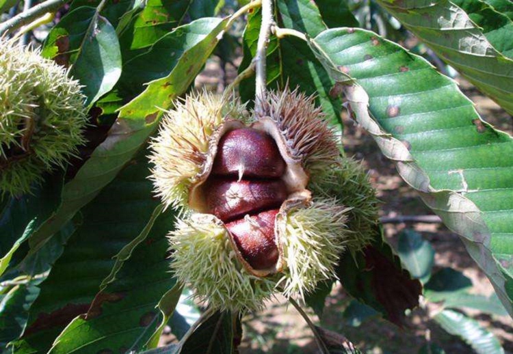 板栗樹幾年能開花結果(板栗樹開花結果時間) 板栗樹幾年能開花結果(板栗樹開花結果時間)