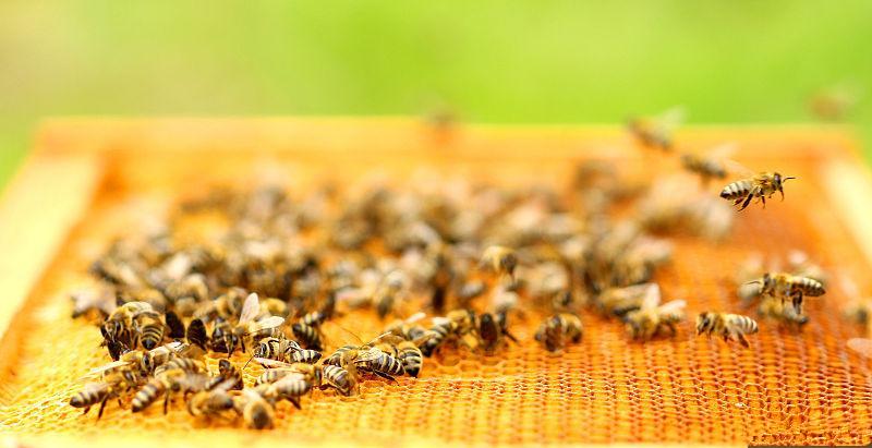 蜂巢組成結構（蜂巢的筑造過程）