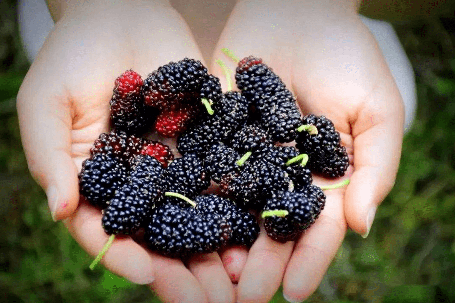 桑葚產地是哪里(中國桑葚10大主要產地) 桑葚產地是哪里(中國桑葚10大主要產地)