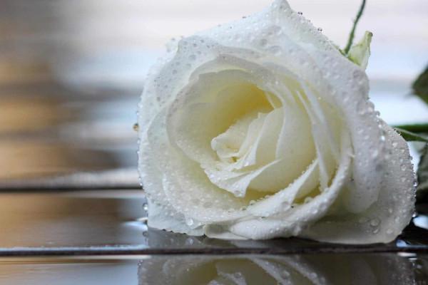 99朵玫瑰代表什么意思(99朵玫瑰的花語和含義) 99朵玫瑰代表什么意思(99朵玫瑰的花語和含義)